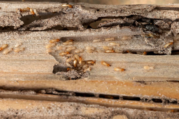 Best Best Pest Control Companies  in Russellville, AR